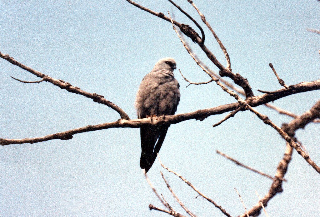 Hawk, Mississippi Kite, Oklahoma B01P34I03.jpg - Mississippi Kite